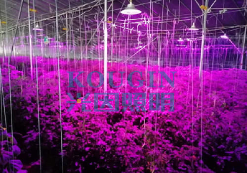 大棚种植甜瓜有必要使用植物补光灯吗？