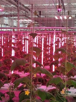 大棚补光灯对黄瓜的作用