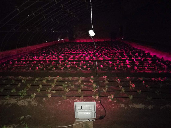 不同波长的光对植物生长有不同的影响