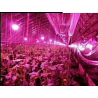 大棚生长灯的特点和安装要求