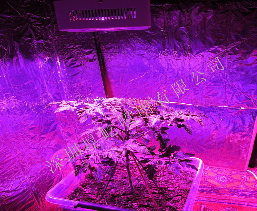 植物在补光灯下生长的效果