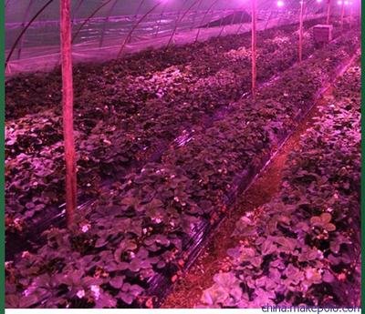 激光植物生长灯的作用