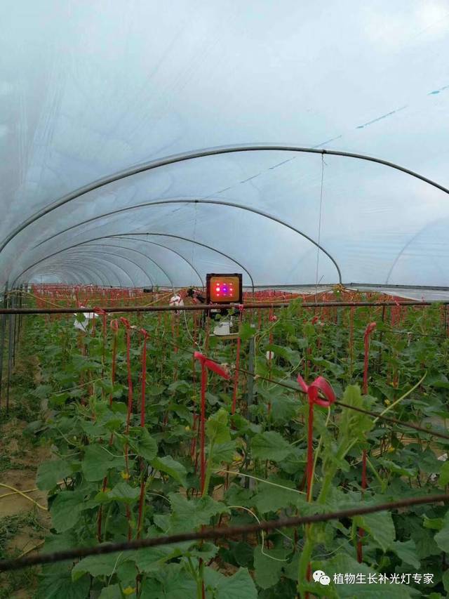 补光灯会对植物有什么效果