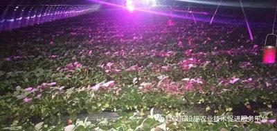 激光植物生长灯的优势
