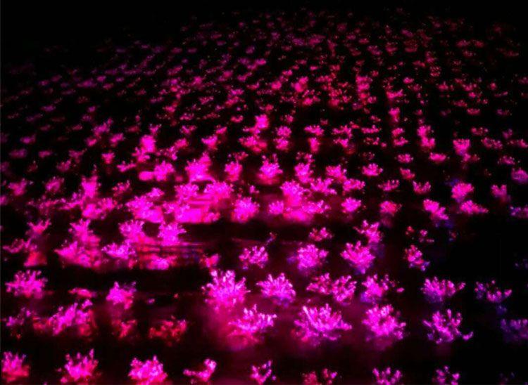 激光补光灯的优势