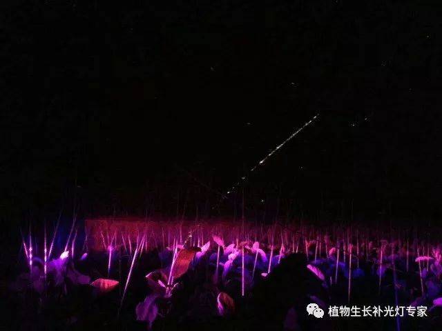 激光植物生长灯对植物有用吗