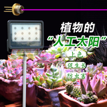 阴雨天怎样促进植物的生长