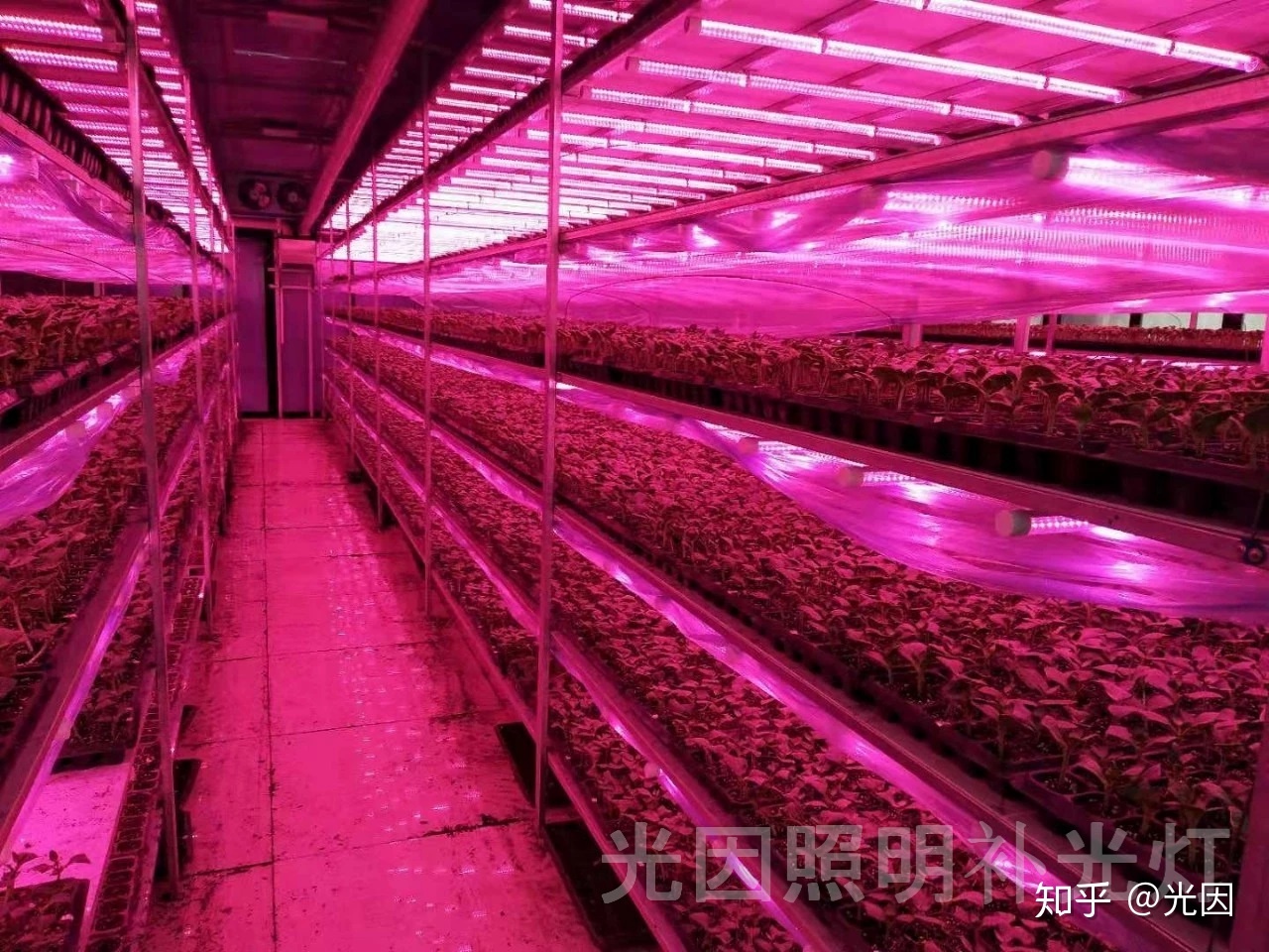 大棚补光促进产物生长